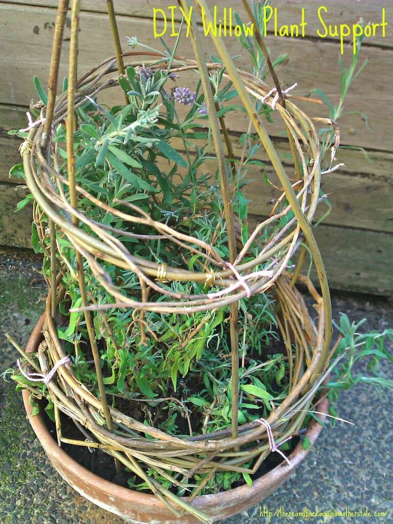 willow plant support