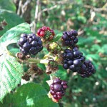 Blackberry recipes and crafts!