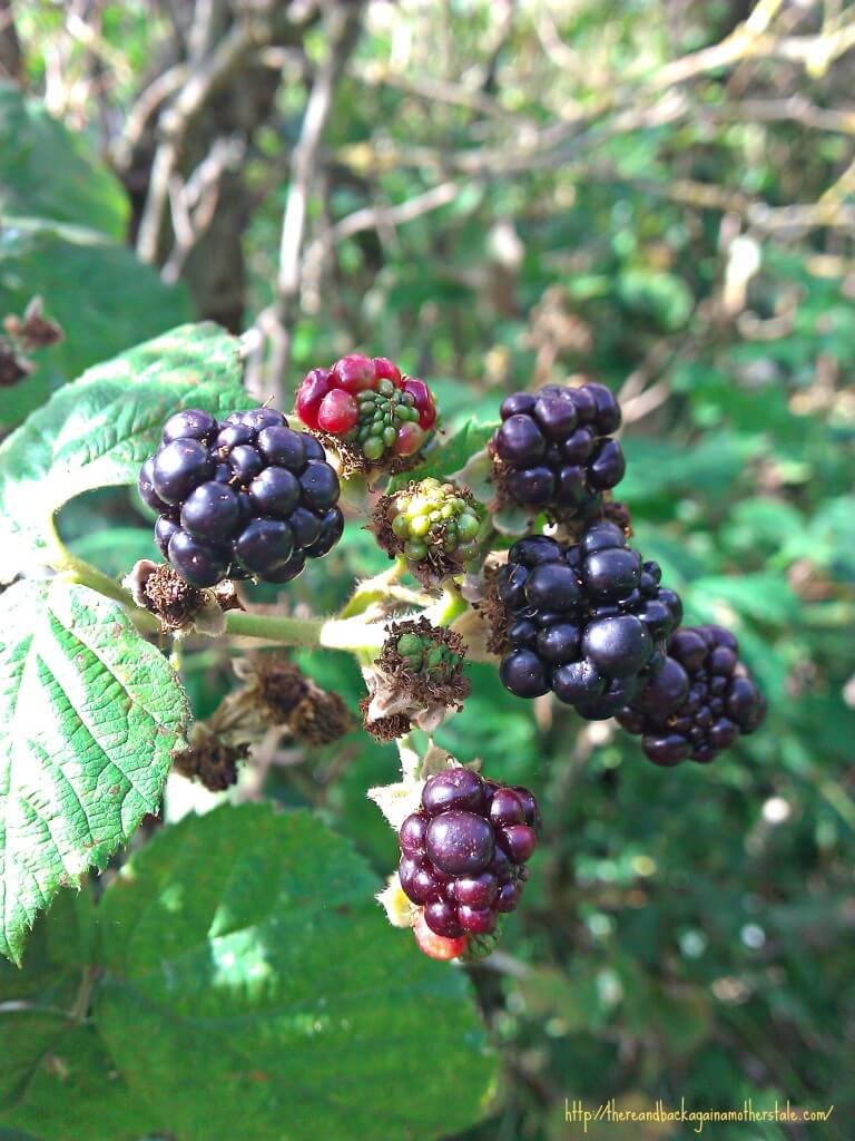 Blackberry recipes and crafts