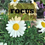 Focus in 2015