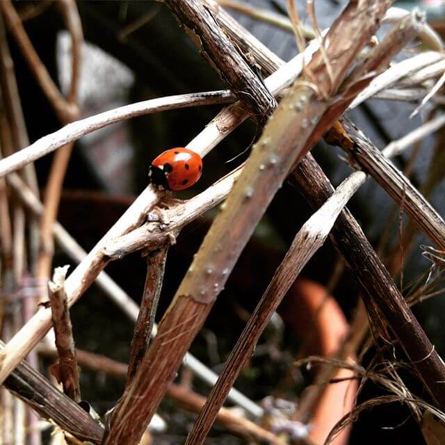 ladybird in the yarden